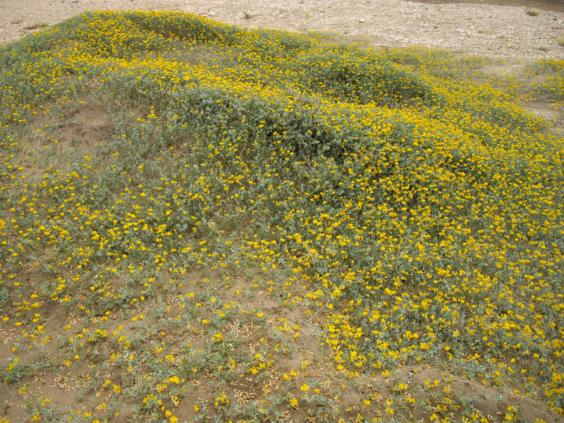 Lotus creticus photo